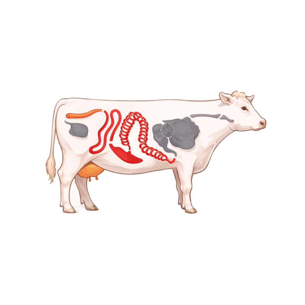 mucca3